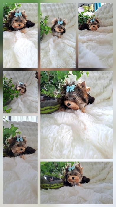 Z PASZPORTEM, mini mini Mikey, maleńki chłopiec Yorkshire terrier