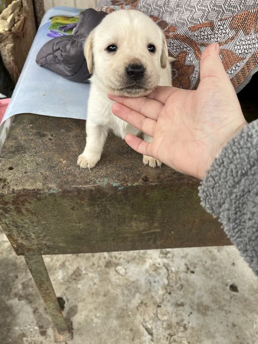 Цуценя лабрадора