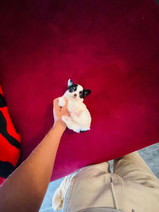 Chihuahua macho pelo longo lop e afixo