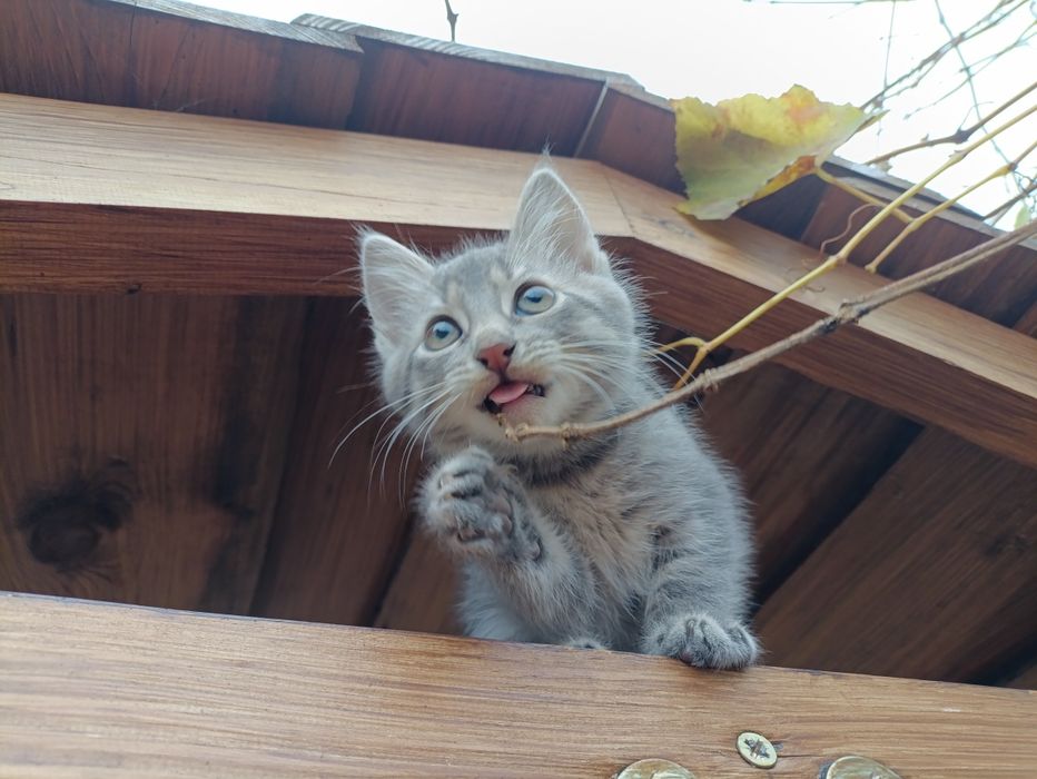 Безкоштовно віддам кошеня