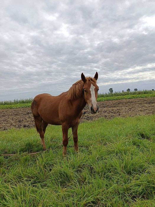 Продається жеребець