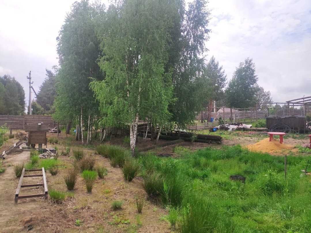 Дачна ділянка пів гектара з власним озером в оточенні ліса