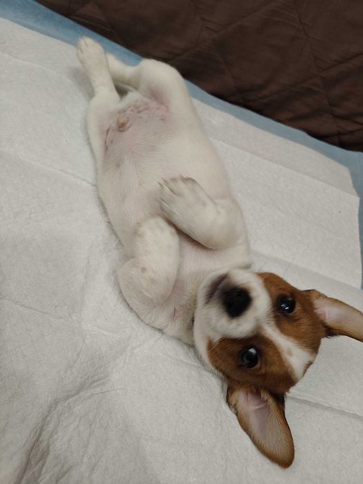 Piesek Jack Russell Terier odbiór początek grudnia