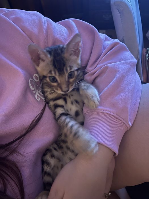 Sprzedam kotka rasy Bengal