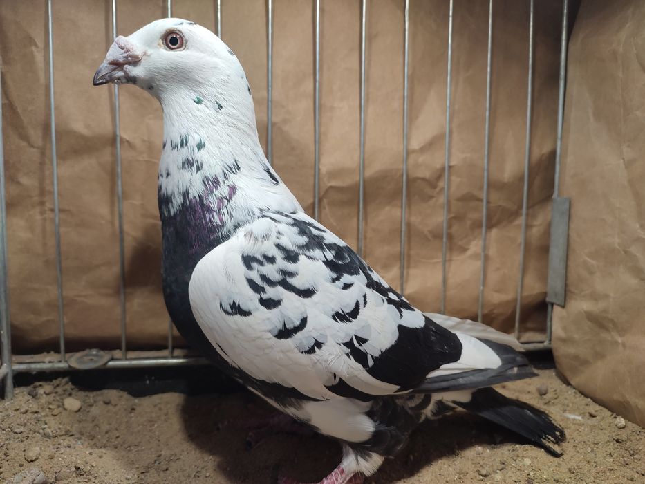 Pocztowe staropolskie czarne tygrysy