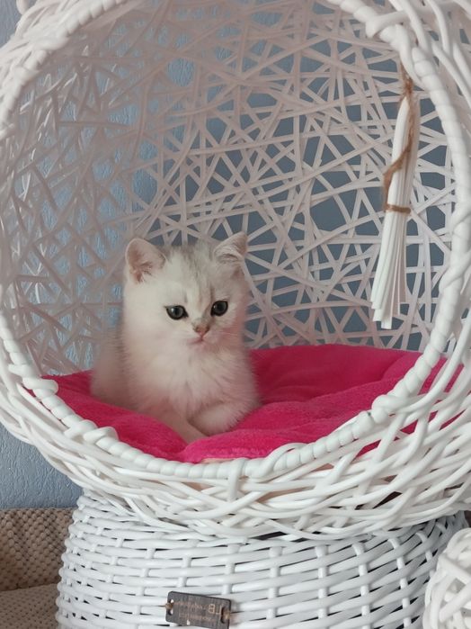 Шотландець чекає мамочку