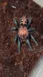 Davus pentaloris