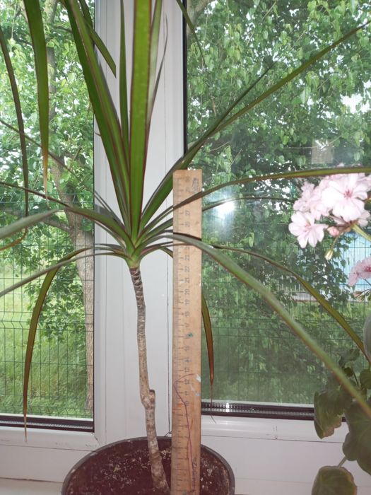 Кімнатні рослини. Продаж.