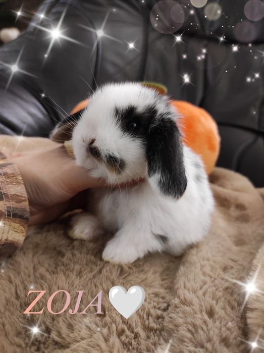 Mini Lop Króliczki Czystej Rasy z WYPRAWKĄ I KSIĄŻECZKĄ ZDROWIA