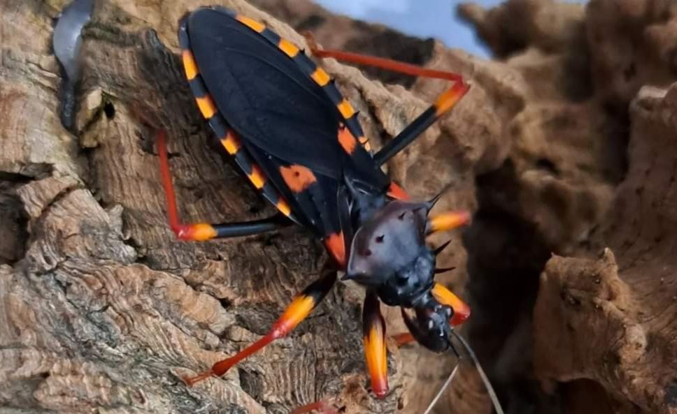 Psytalla Horrida Pluskwiak Olbrzymi Kolczasty