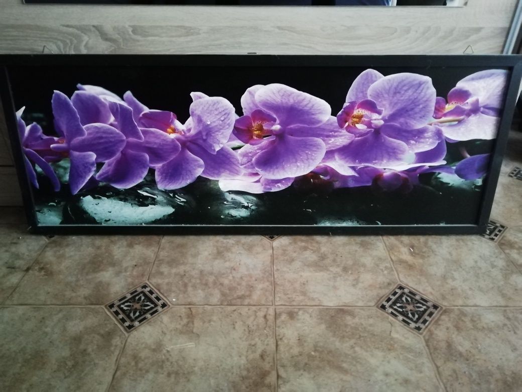 Obraz storczyk orchidea