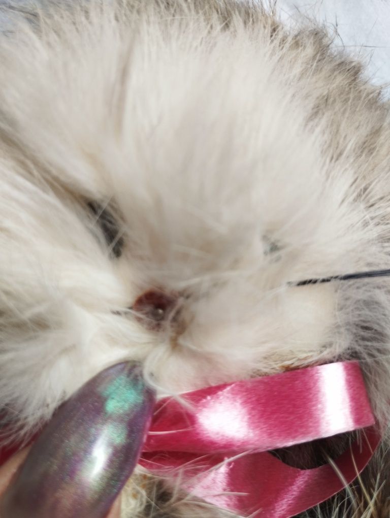 Maskotka kotek z PRL lata 80 oczy i nos są w futerku