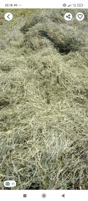 Siano dla królika świnki morskiej 5kg