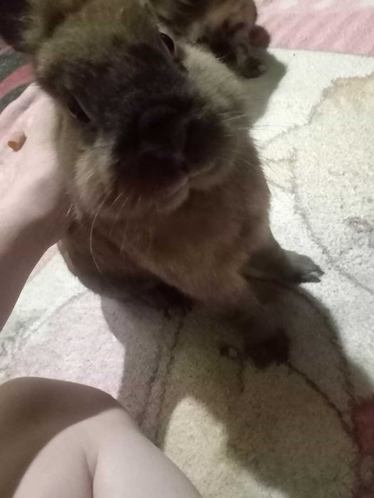 Oddam w dobre ręce królika miniaturkę