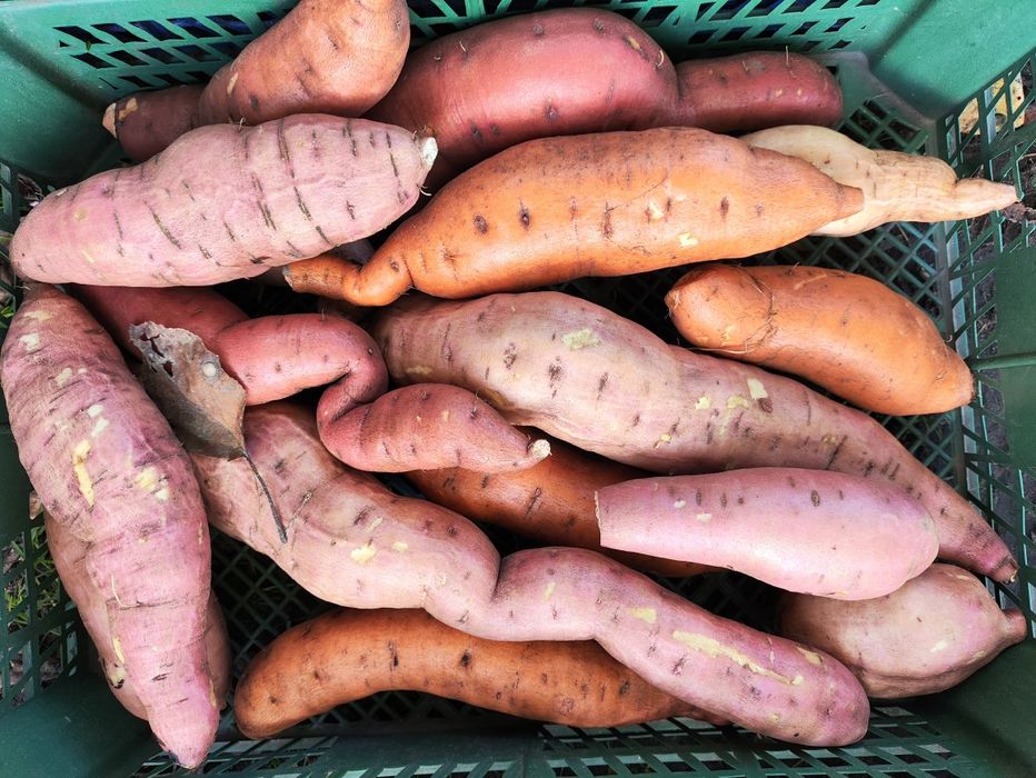 Продам домашній батат