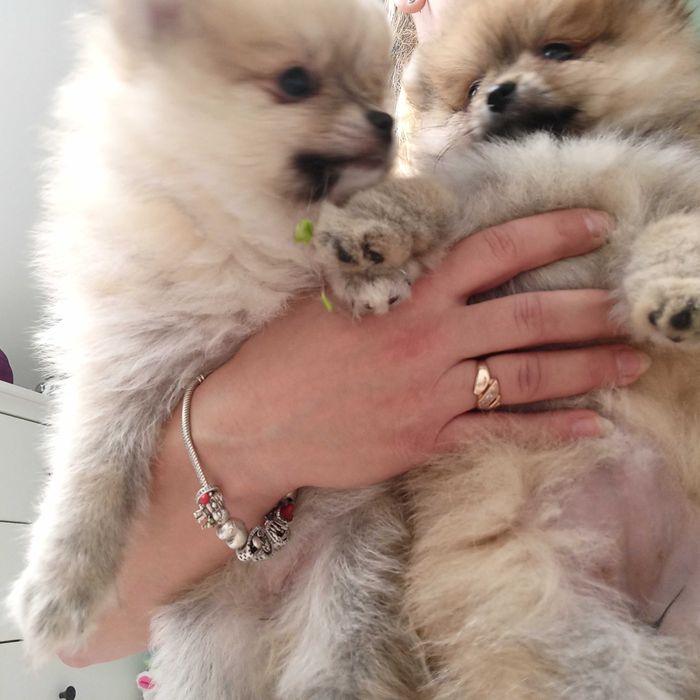 Pomeranian* szpic miniaturowy sunia***mega slodziak