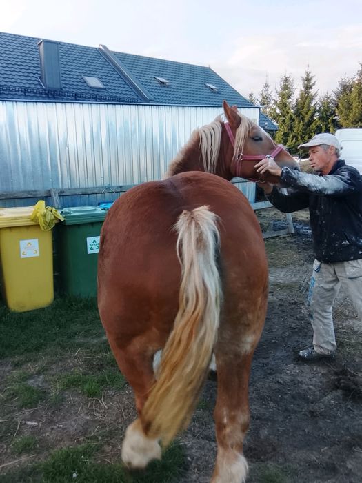 Sprzedam klacz, źrebna 3 miesiace