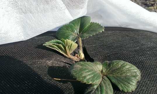 NaturSorte - Agrowłóknina biała zimowa 50g/m2 6.35m x 25mb