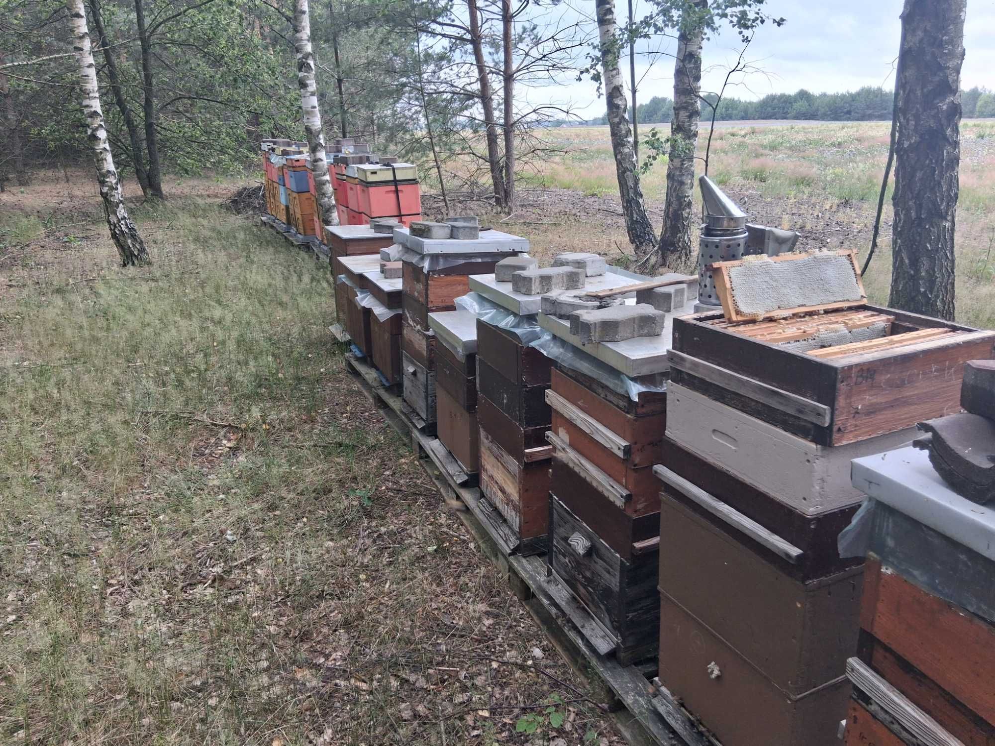 Sprzedam pszczoły