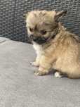 Wesolutka Chihuahua