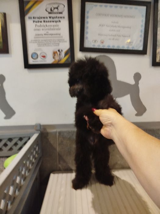 Pudel toy/miniatura czarny piesek