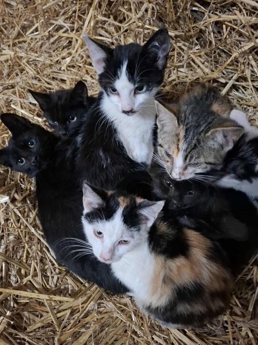 Oddam kotki w dobre ręce.