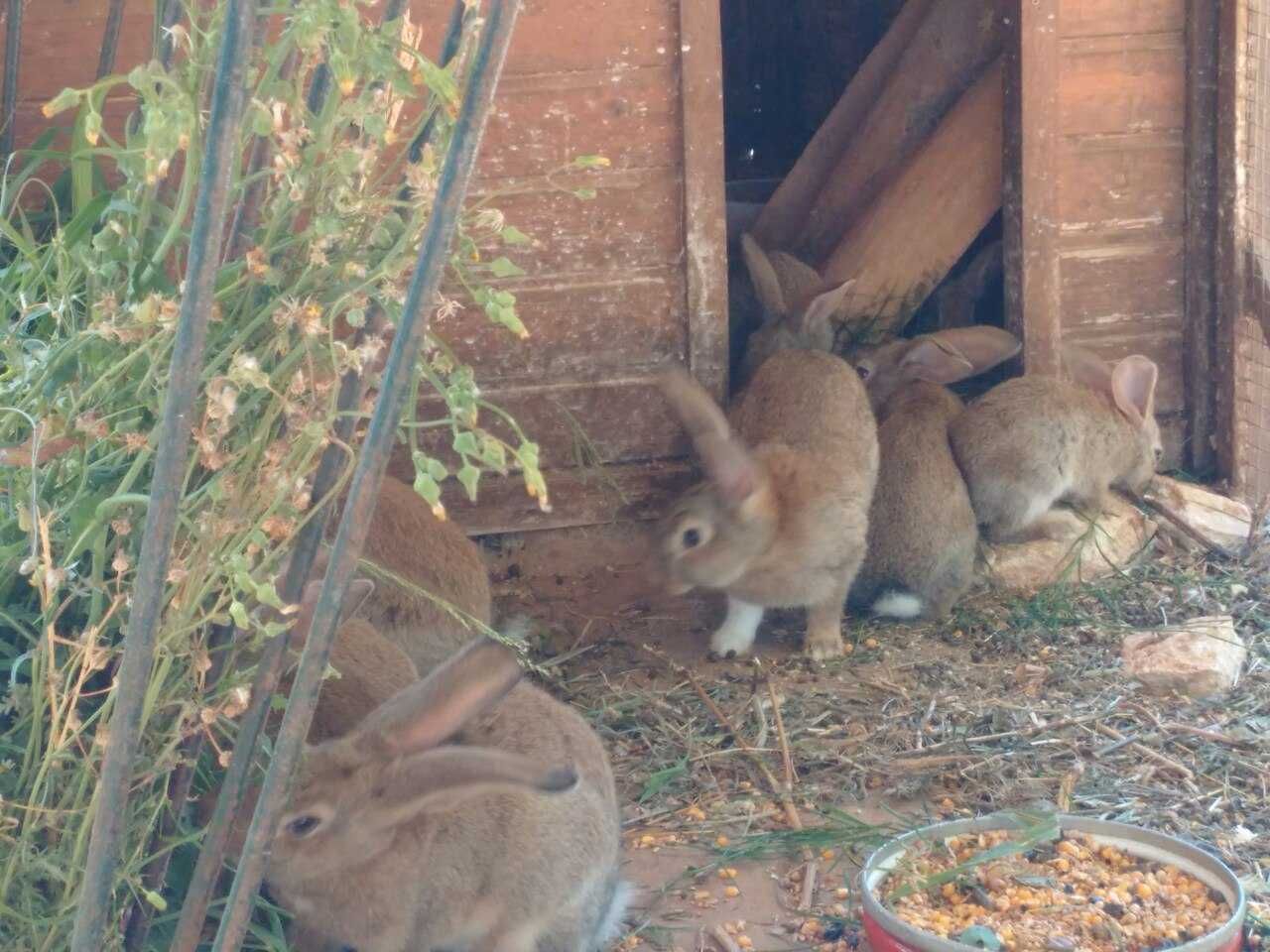 Coelhos Caseiros