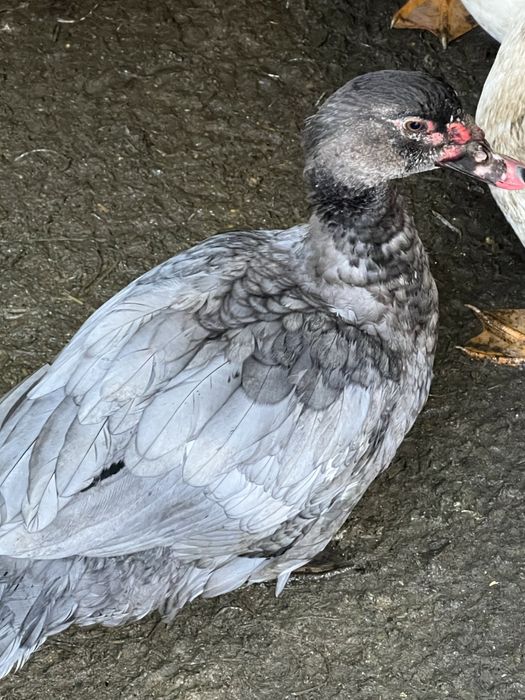 Індо-качка(шипуни)