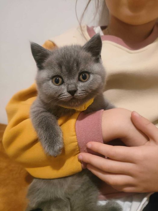 Kocięta brytyjskie krótkowłose na sprzedaż – odbiór na Mikołajki.