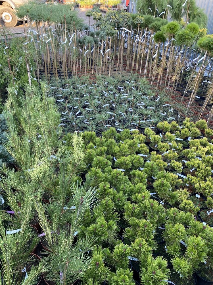 Pinus strobus „Green Twist” forma kulista Producent