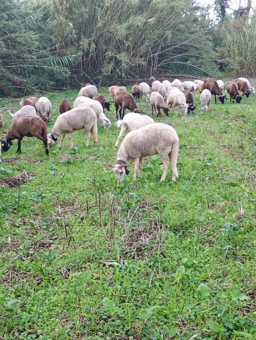 Ovelas serra da estrela