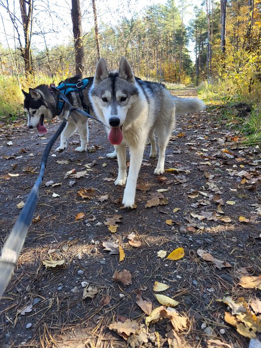 Suczka Siberian Husky szczenię zkwp fci
