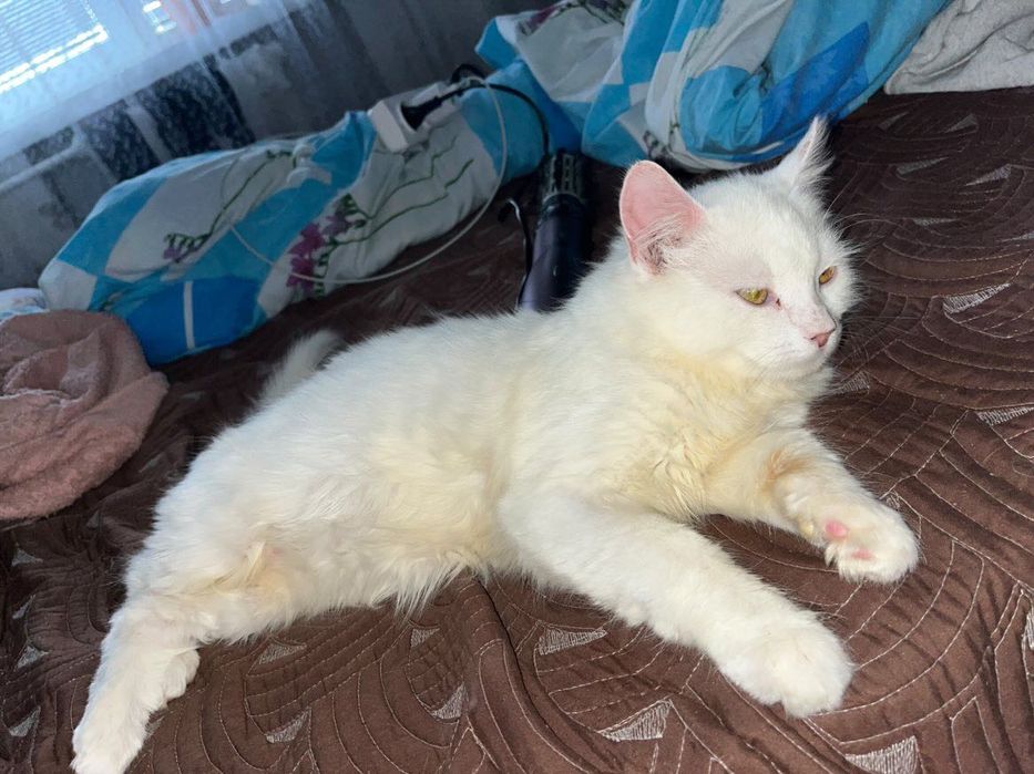 Віддам кошеня в добрі руки