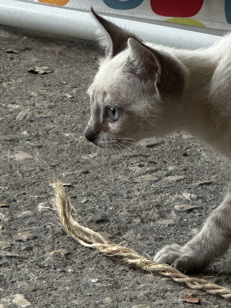 Gatinhos procuram familia :)
