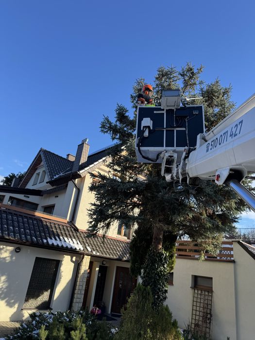 Wycinka i Przycinanie Drzew / Tui z podnośnika koszowego - Pruszcz Gd.