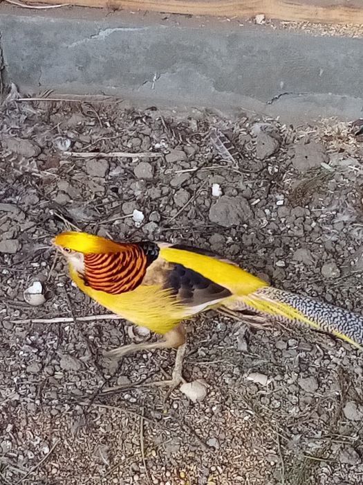 Sprzedam barzanty, różne gatunki