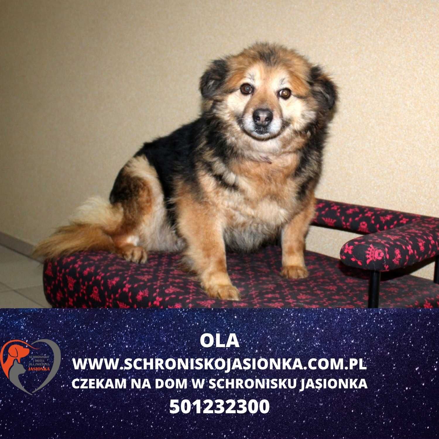 Ola - do adopcji Schronisko Jasionka