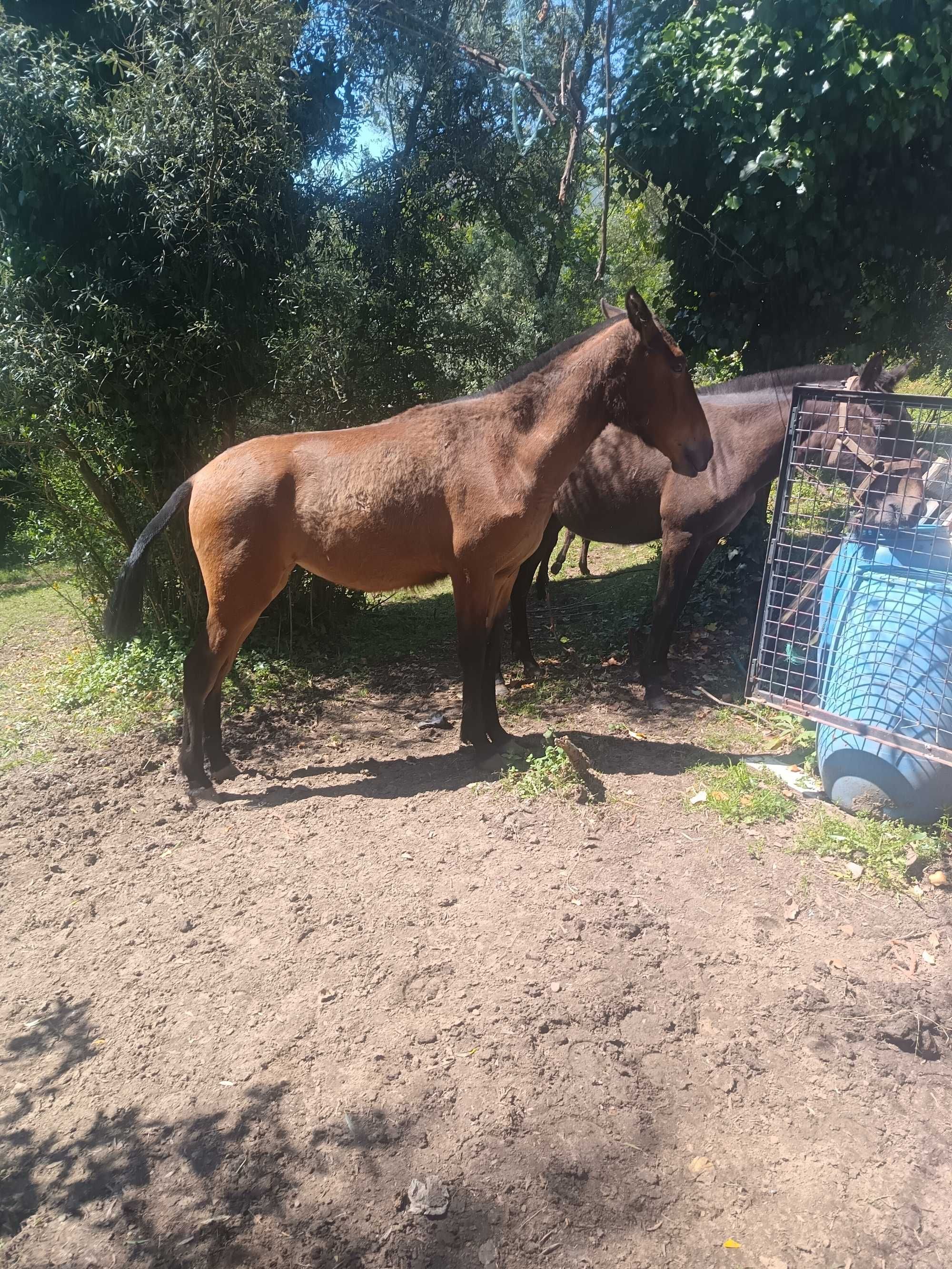 Vendo poldra PSL