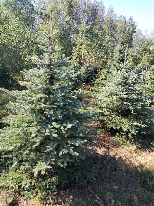 Świerk srebrny – piękne choinki na sprzedaż, hurt i detal, rabaty