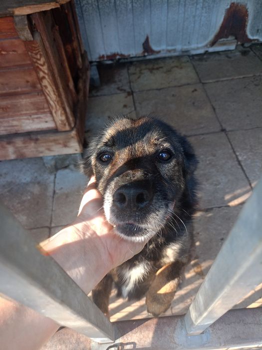 ATom- uroczy kundelek szuka domu