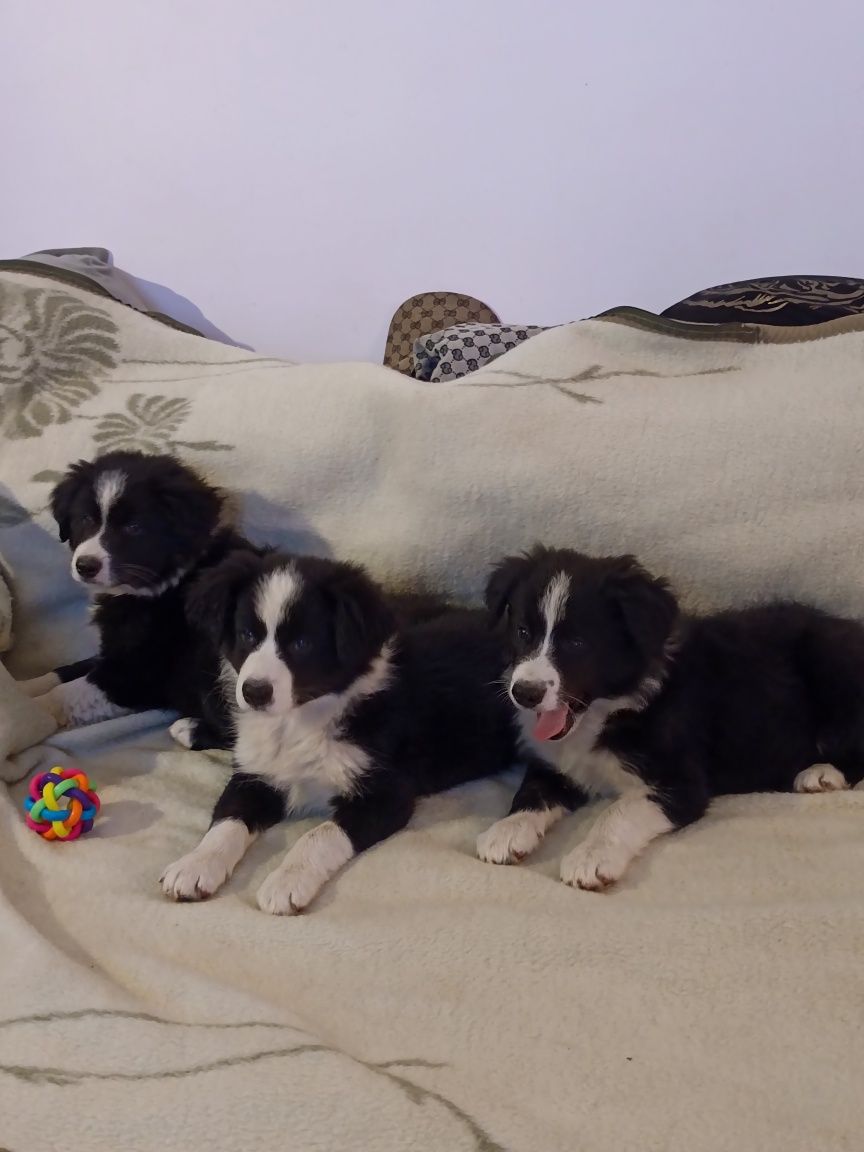 Pies Border collie