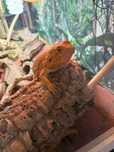 Agama brodata wraz z terrarium