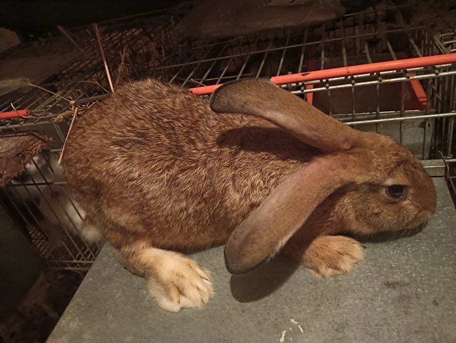 Coelhos de várias raças