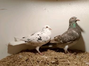 Gołębie pocztowe młode stipper brown almond