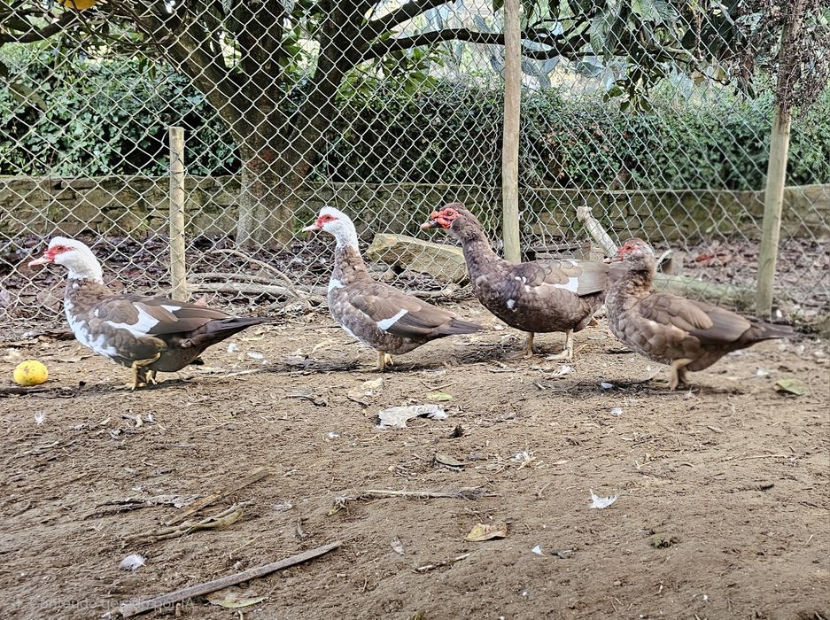 Três fêmeas e um macho de patos castanhos