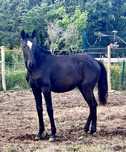 Poldra Puro Sangue Lusitano (1 ano)