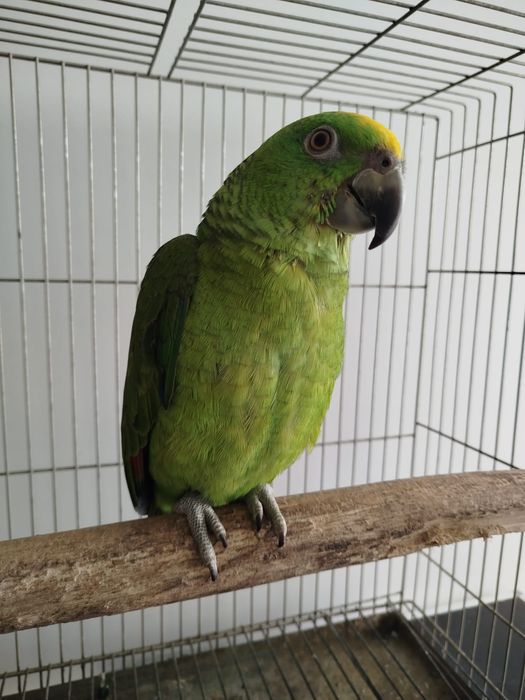 Amazona auropalliata