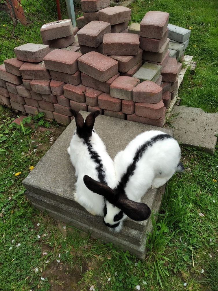 Srokacz Niemiecki ,młode samce i samiczki