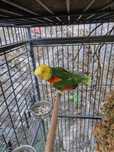 Papagaio amazona oratrix