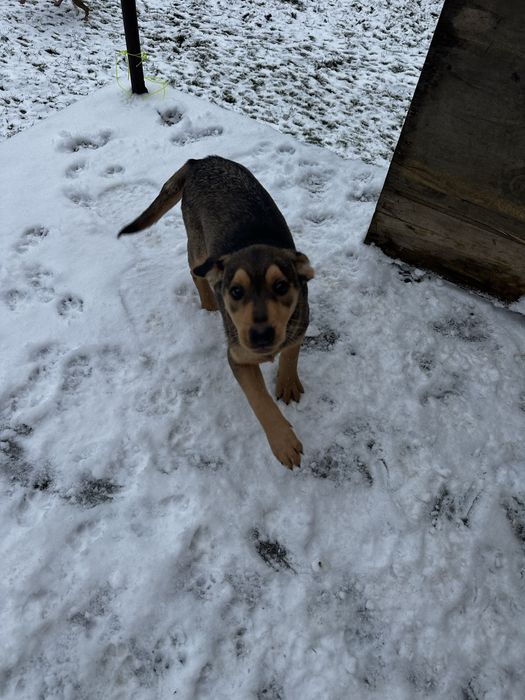 Oddam przytulne psiaki